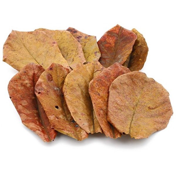 20 Large Indian Almond Leaves (Catappa) 7-8 Inch For Betta Shrimp Discus Aquarium